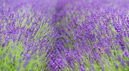 Field of Lavender, Lavandula angustifolia, Lavandula officinalisの写真素材