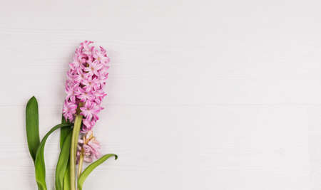 Pink hyacinth blossom with green leaves on white wood  background with copy space.の写真素材