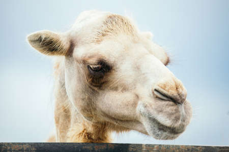 Portrait of white camel female.の写真素材
