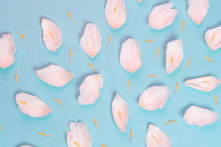 Soft pink tulip pelals and yellow stamen pattern on blue background. Flat lay style.