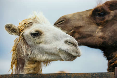 Portraits of camel scouple kissing. Two camels portrait.