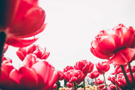 Red peony tulip flowers on white isolated  background.