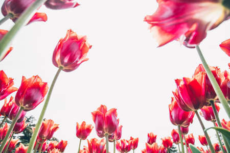 Red tulip flowers on white isolated background. Bottom view.