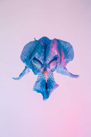 Vivid neon colored iris flower bud on multi colored background.の写真素材