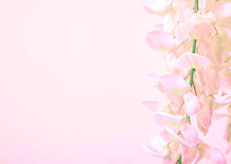 Pink wisteria bunch flower on beige background. Toned shoot.