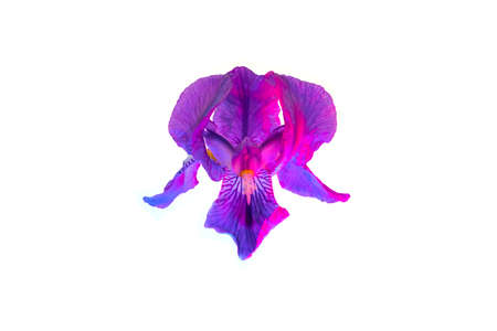 Vivid neon colored iris flower bud on isolated background.