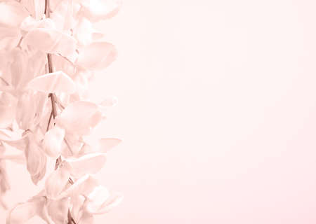 Pink wisteria bunch flower on beige background. Toned shoot.