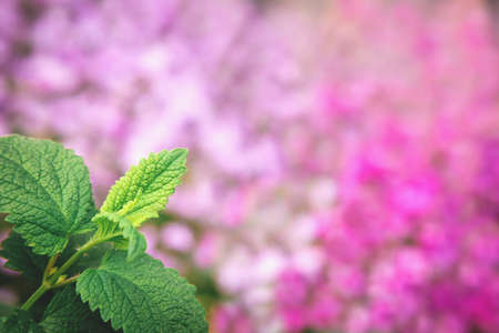 Fresh green pepper mint leaves on blurred vivid pink flower background.の写真素材