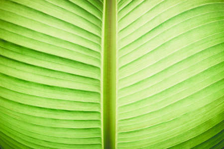 Vivid green colored leaf of banana tree macro background.