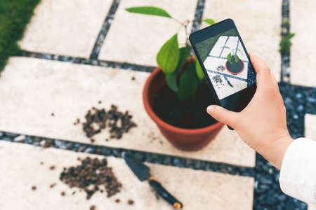 Female hand makes photo of acocado palnt in a pot in the garden.の写真素材