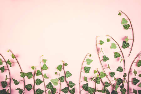 Composition of green leaves bunches on pink background. Flat lay style.