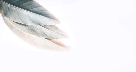 Grey and green toned banana leaves on white background. Flat lay style.の写真素材