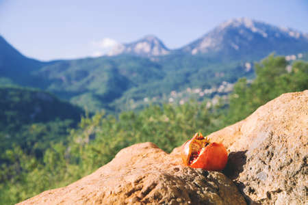Two ripe pomegranates laying on the rocks  of turkish mountains. Fresh breakfast.