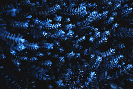 Red and green vivid color plant textured background.の写真素材