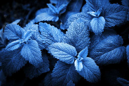 Fresh Classic Blue 2020 year color pepper mint leaves background. Flat lay style.の写真素材