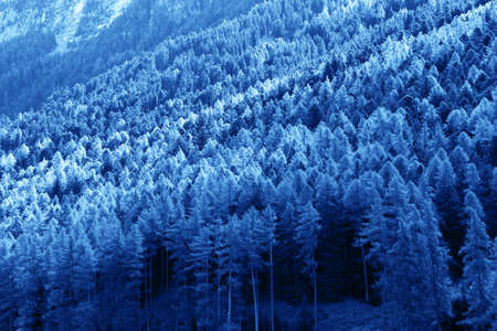Classic blue toned 2020 color mountain forest cropped frame.の写真素材