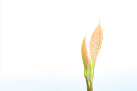 New born green sprout on isolated white. New life or  new business concept.