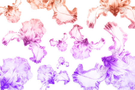 Vivid orange and violet  colored iris flower buds on isolated background.