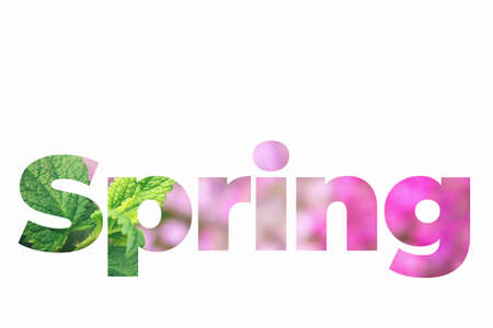 Spring lettering word made of mint leaves and pink flowers on isolated white background.の写真素材