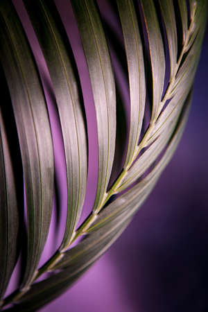 Palm branch crop macro frame on bright violet background. Tropical background.の写真素材