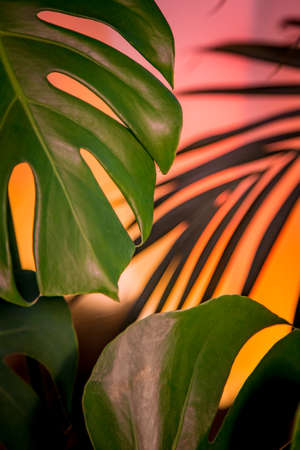 Palm branch and monstera leaves crop macro frame on colorful  background. Tropical background.の写真素材
