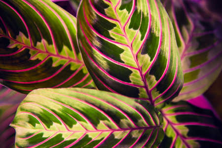 Tropical house plant Maranta crope frame, macro.