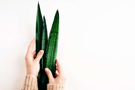 Pastel colored manicure hands holding leaves of sansevieria plant.の写真素材