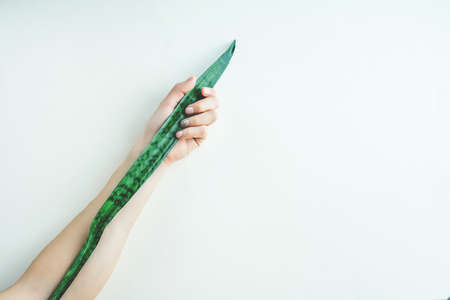 Pastel colored manicure hands holding leaves of sansevieria plant.の写真素材