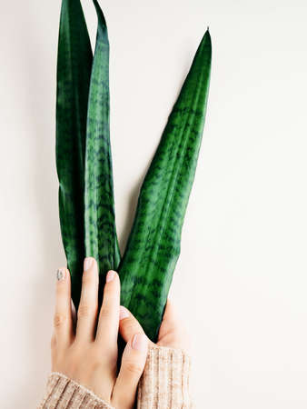 Pastel colored manicure hands holding leaves of sansevieria plant.の写真素材