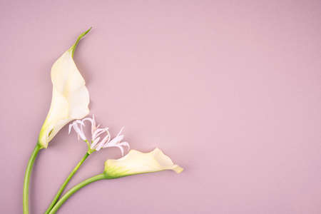 Flower card made of white calla flowers  with white blank paper in the cennter. For holiday project.の写真素材