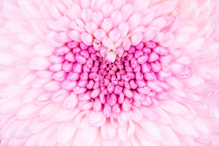 Chrysanthemum pink bud on white textured background..の写真素材
