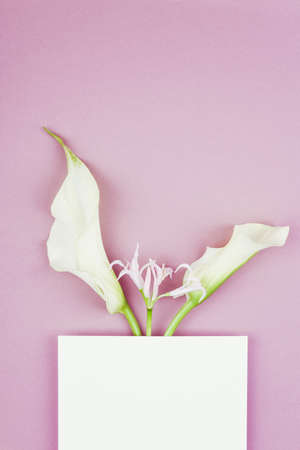 Flower card made of white calla flowers  with white blank paper in the cennter. For holiday project.の写真素材