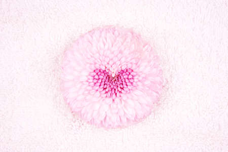 Chrysanthemum pink bud on white textured background..の写真素材