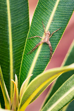 Portrait of little injured spider sitting on a green plant in nature. Mediterranean fauna.の写真素材