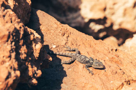 Small lizard or gecko sitting on a red cliff. Mediterranean fauna.の写真素材