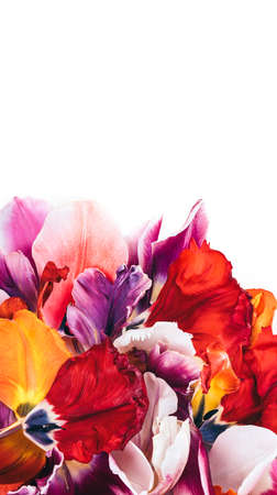 Abstract colorful tulip petals flowers on white isolated background. Macro frame. Summer flower card.の写真素材