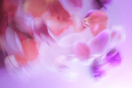 Abstract colorful tulip petals flowers ultraviolet neon toned. Macro frame. Summer flower card.の写真素材
