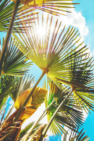 Big green palm branches of banana tree and sun rays lighting throug the leaves. Summer tropic vacation background.の写真素材