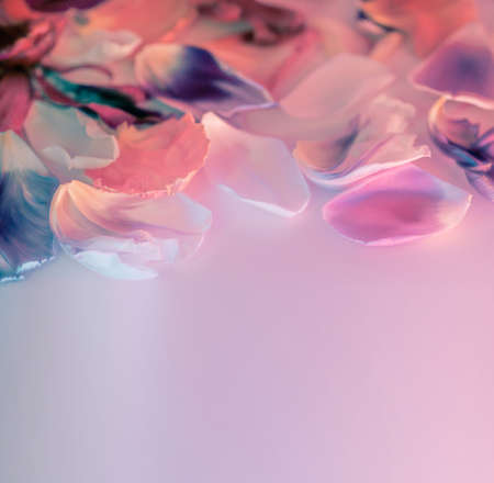 Abstract colorful tulip petals flowers ultraviolet neon toned. Macro frame. Summer flower card.の写真素材