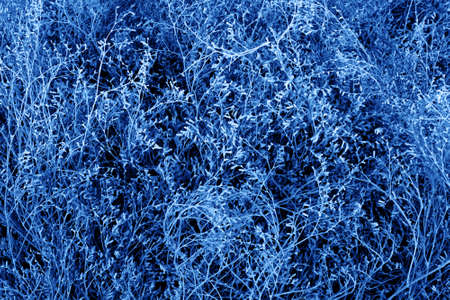 Abstract sea wave colored decorating plant bush on orange wall background. Summer abstract background.の写真素材