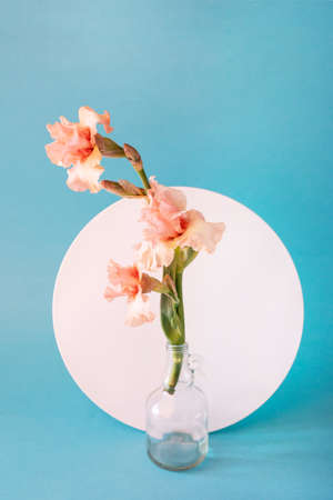 Art composition made of tender soft pink color iris flower in glass bottle and white circle behind...