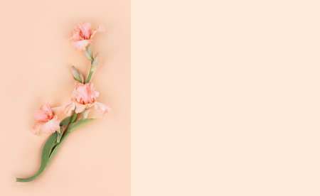 Tender soft pink color iris flower on a creamy colored background. Flat lay style.の写真素材