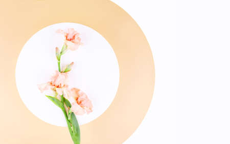 Tender soft pink color iris flower on a creamy colored background. Flat lay style.の写真素材