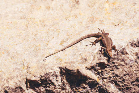 Small lizard or gecko sitting on a red cliff. Mediterranean fauna.の写真素材