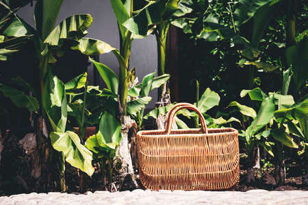Rattan eco basket for food or lunch in the garden among plants. Eco-friendly concept of consumption and shopping.の写真素材