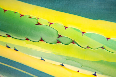 Cropped frame of green and yellow  agave plant with thorns, abstract concept tropic background.の写真素材