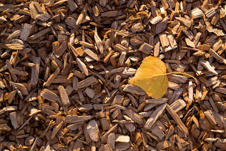 A yellow poplar tree leaf rests on brown wood chip mulchの写真素材