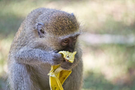 Portrait of a Vervet Monkey, Chlorocebus pygerythrus, eating a banana in the bush of South Africaの写真素材