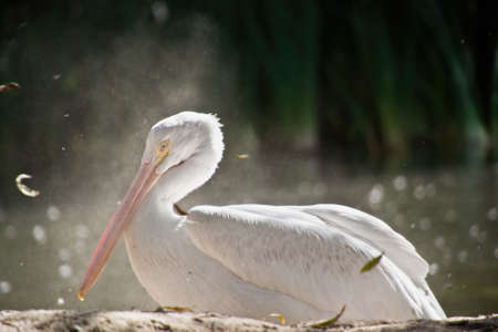 White american pelican bathing in dustの写真素材