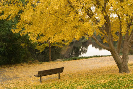 Bench underneath a ginkgo tree in the Autumn, facing a lakeの写真素材